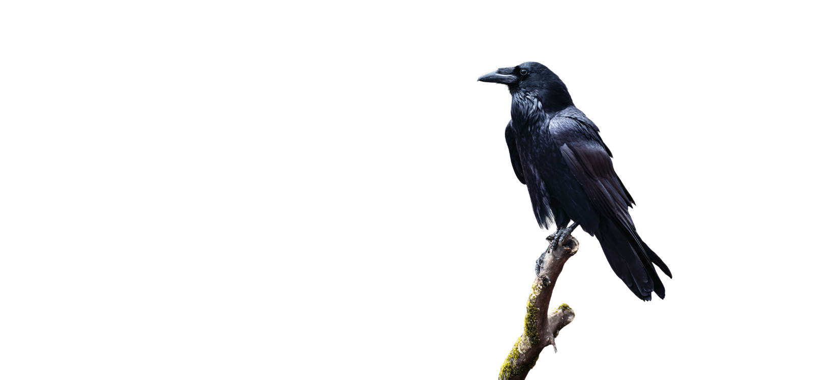 Untitled design (30)